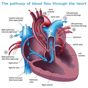 The pathway of blood flow through the heart